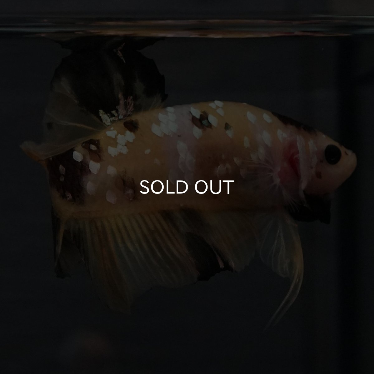 画像18: GHMPK　イエロータイガー (18)