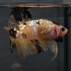 画像18: GHMPK　イエロータイガー (18)