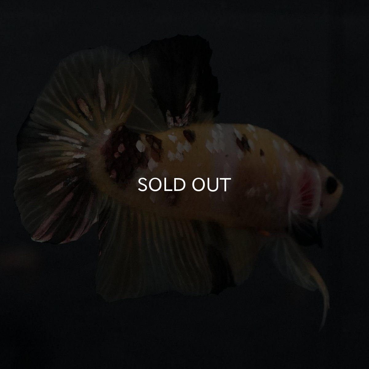 画像17: GHMPK　イエロータイガー (17)