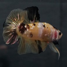 画像17: GHMPK　イエロータイガー (17)