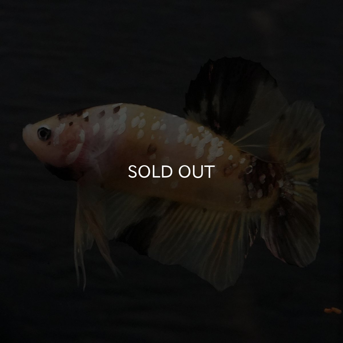 画像16: GHMPK　イエロータイガー (16)