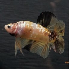 画像16: GHMPK　イエロータイガー (16)