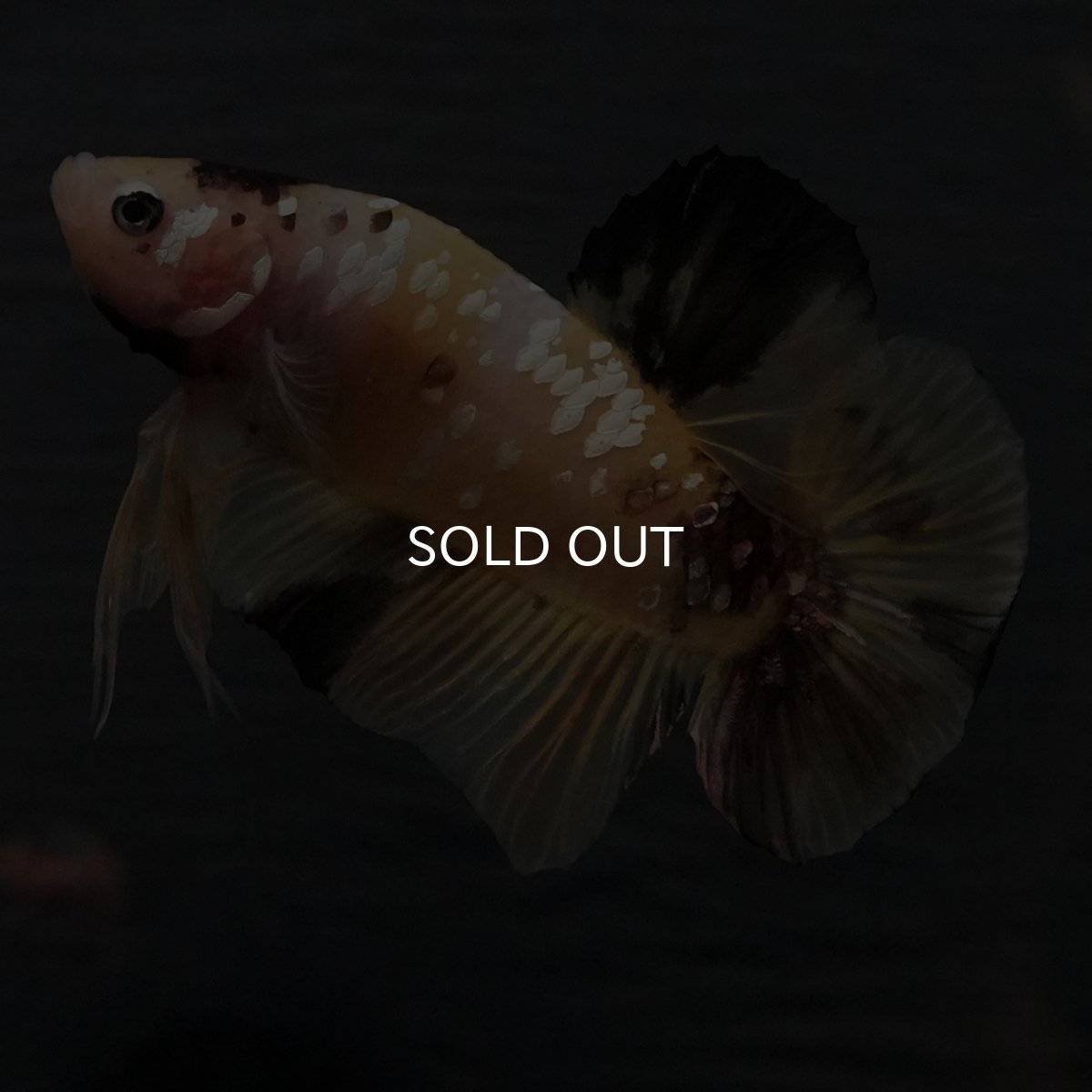 画像5: GHMPK　イエロータイガー (5)