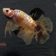 画像5: GHMPK　イエロータイガー (5)