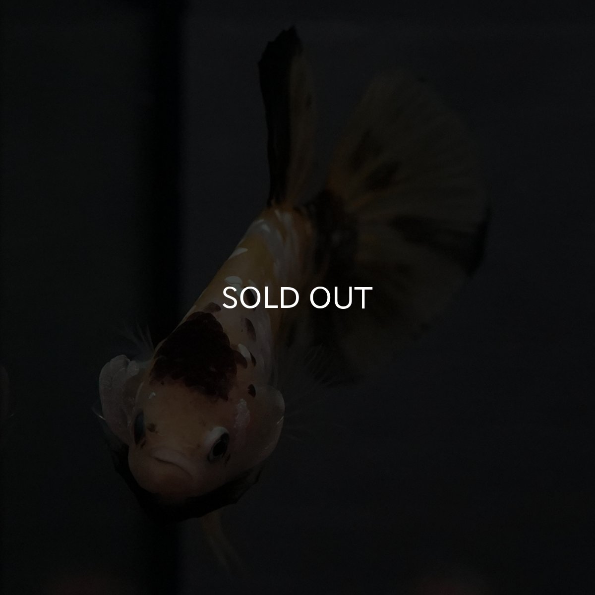 画像15: GHMPK　イエロータイガー (15)