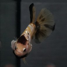 画像15: GHMPK　イエロータイガー (15)