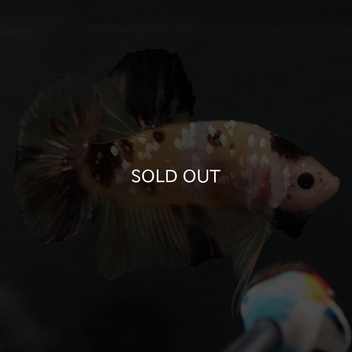 画像2: GHMPK　イエロータイガー (2)