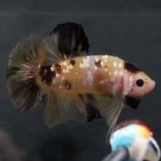 画像2: GHMPK　イエロータイガー (2)