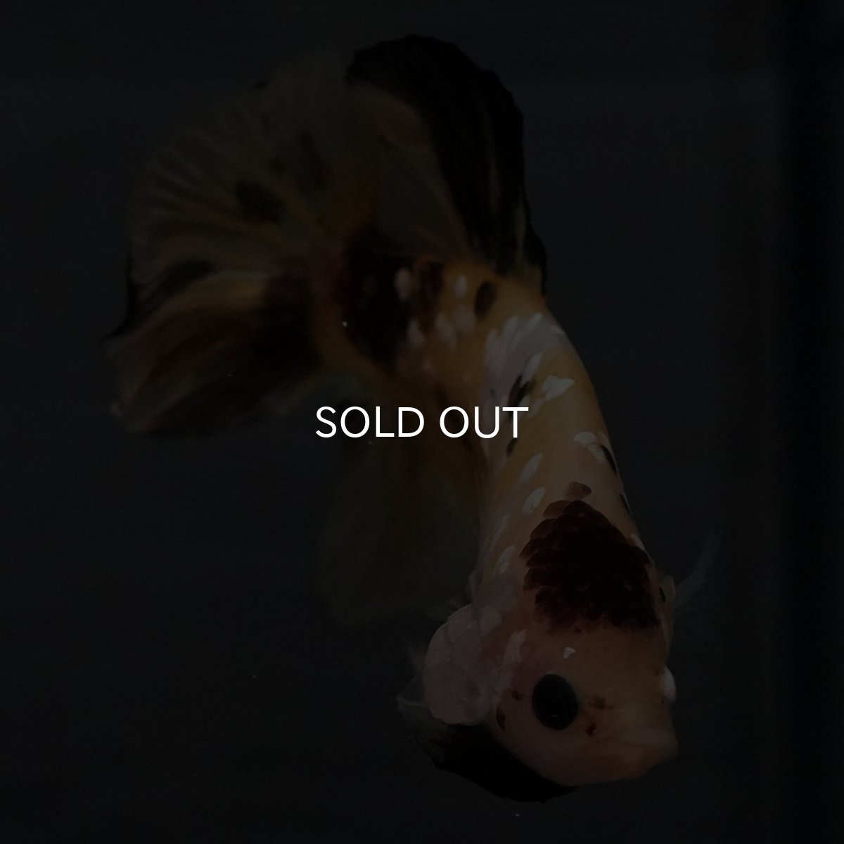 画像14: GHMPK　イエロータイガー (14)