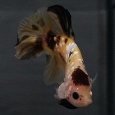 画像14: GHMPK　イエロータイガー (14)