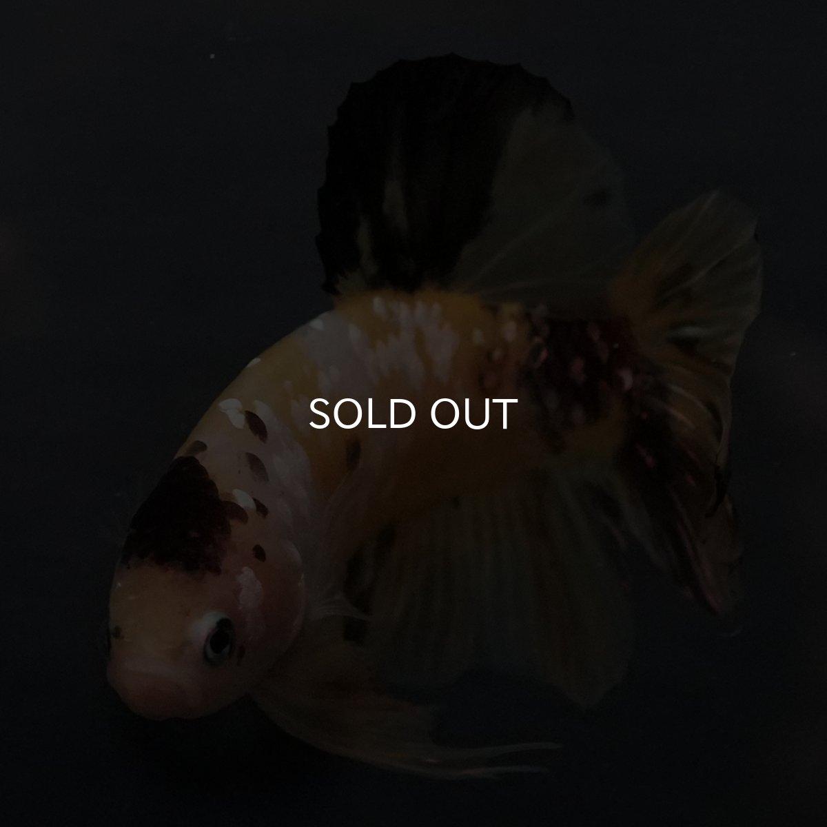 画像13: GHMPK　イエロータイガー (13)