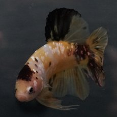 画像13: GHMPK　イエロータイガー (13)