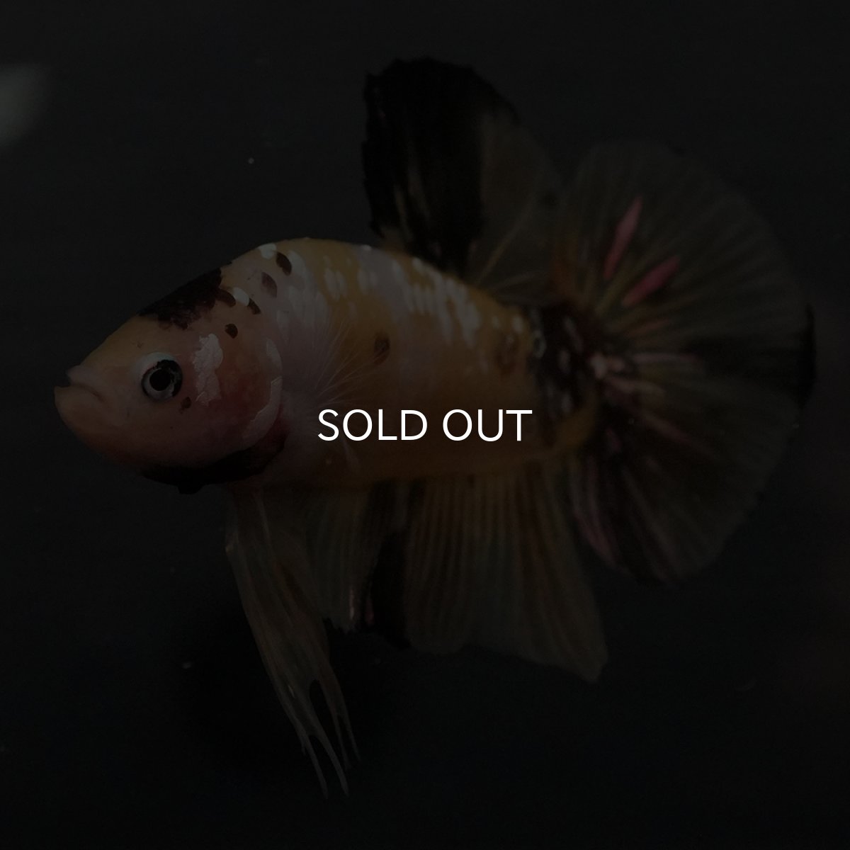 画像12: GHMPK　イエロータイガー (12)