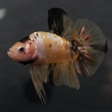 画像12: GHMPK　イエロータイガー (12)