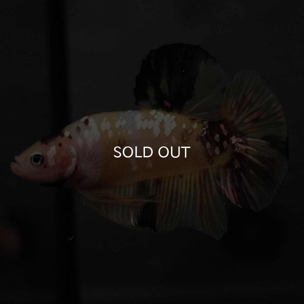 画像11: GHMPK　イエロータイガー (11)