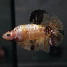 画像11: GHMPK　イエロータイガー (11)