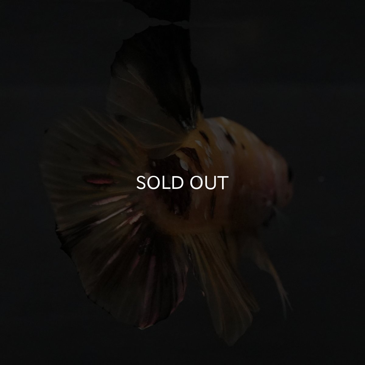 画像10: GHMPK　イエロータイガー (10)