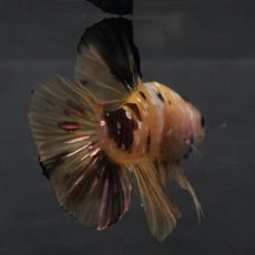 画像10: GHMPK　イエロータイガー (10)