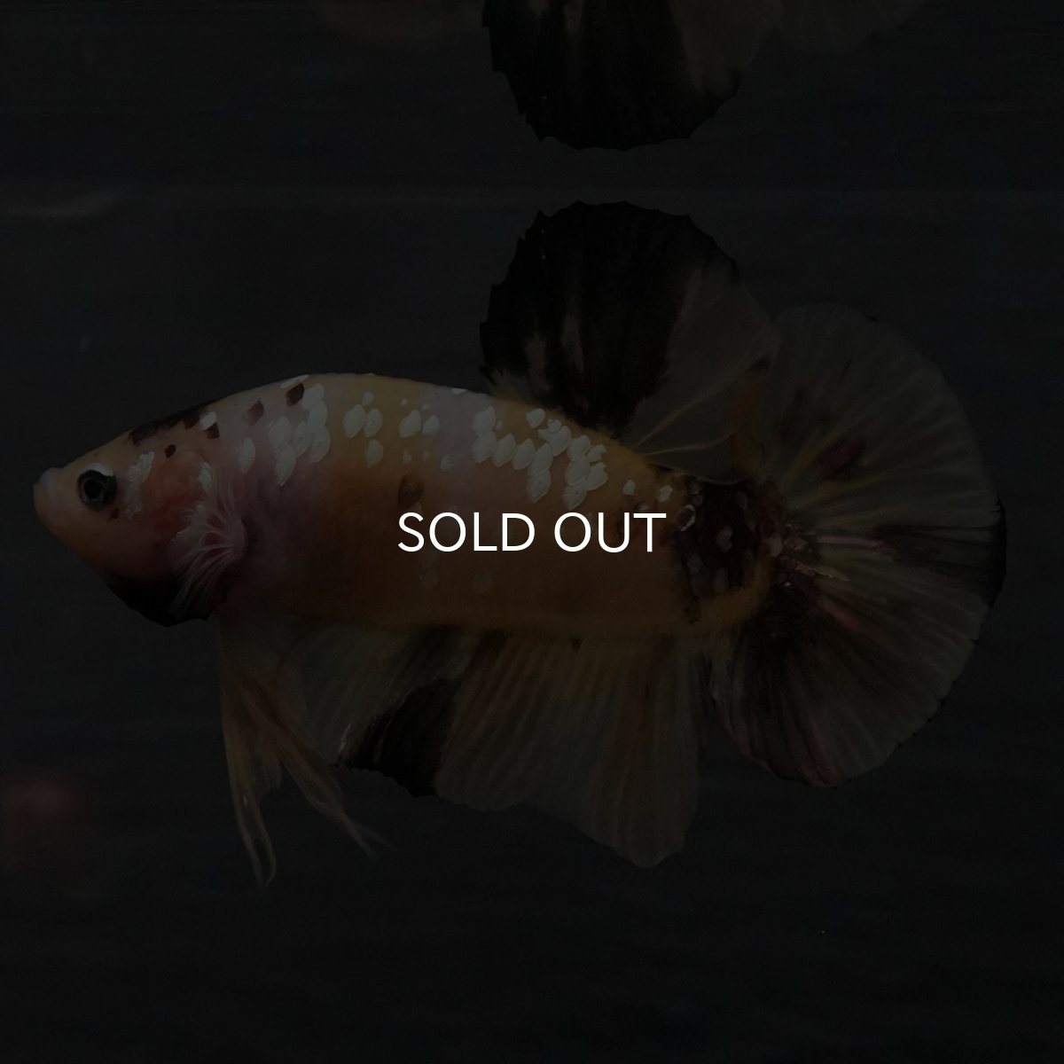 画像9: GHMPK　イエロータイガー (9)