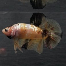 画像9: GHMPK　イエロータイガー (9)