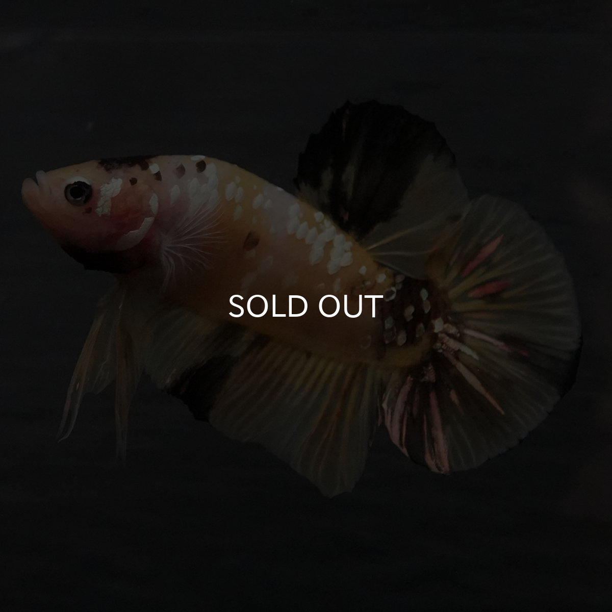 画像8: GHMPK　イエロータイガー (8)