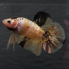 画像8: GHMPK　イエロータイガー (8)