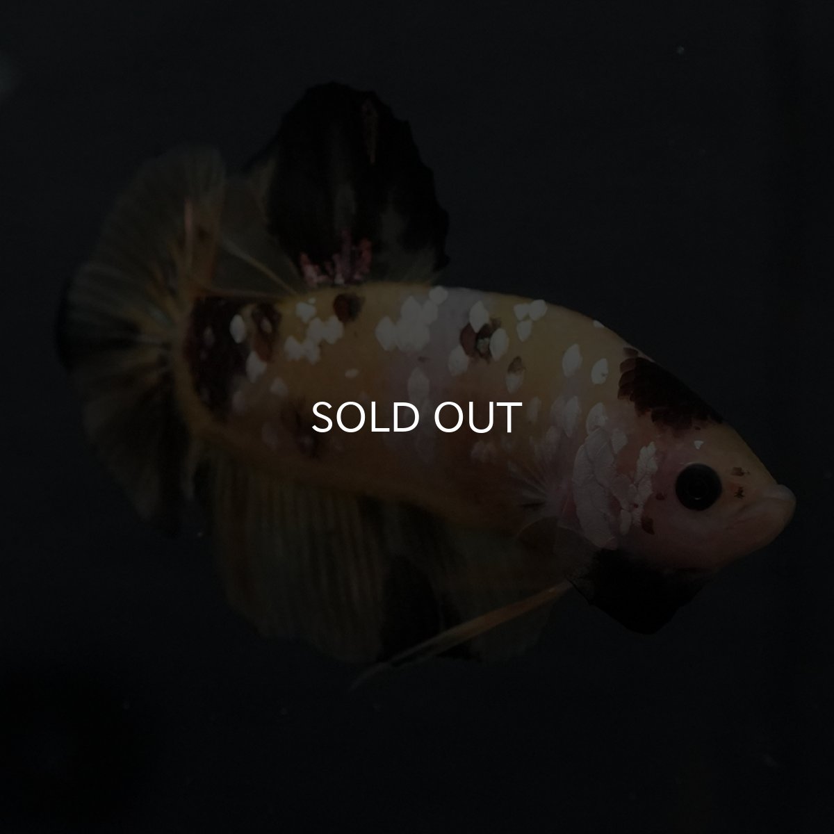 画像4: GHMPK　イエロータイガー (4)