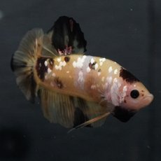 画像4: GHMPK　イエロータイガー (4)