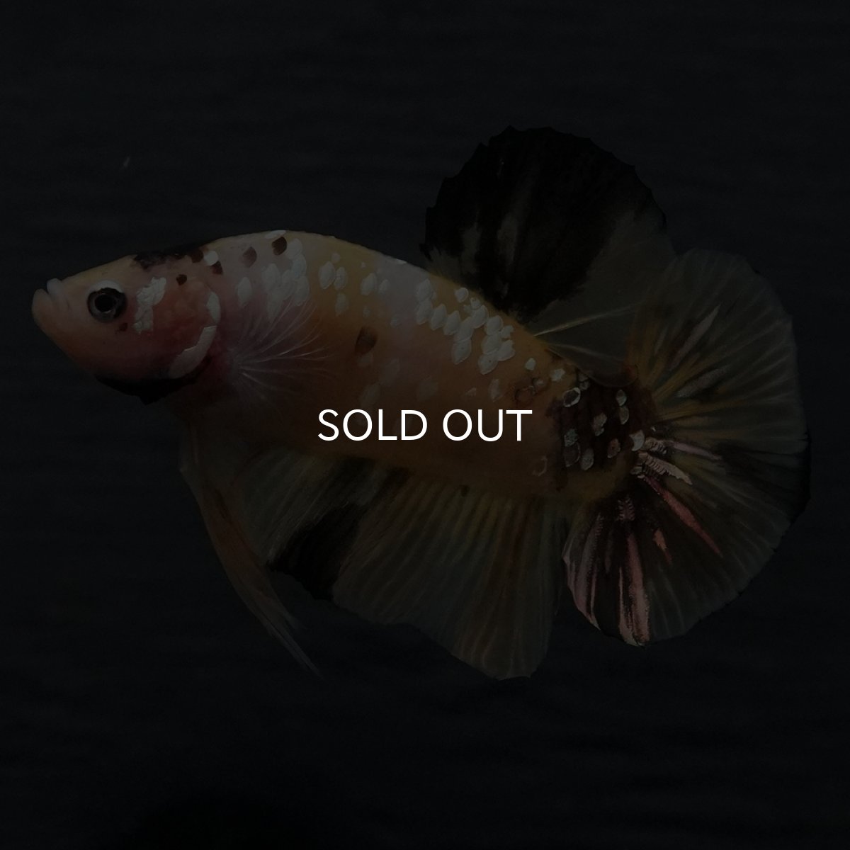 画像7: GHMPK　イエロータイガー (7)