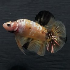 画像7: GHMPK　イエロータイガー (7)