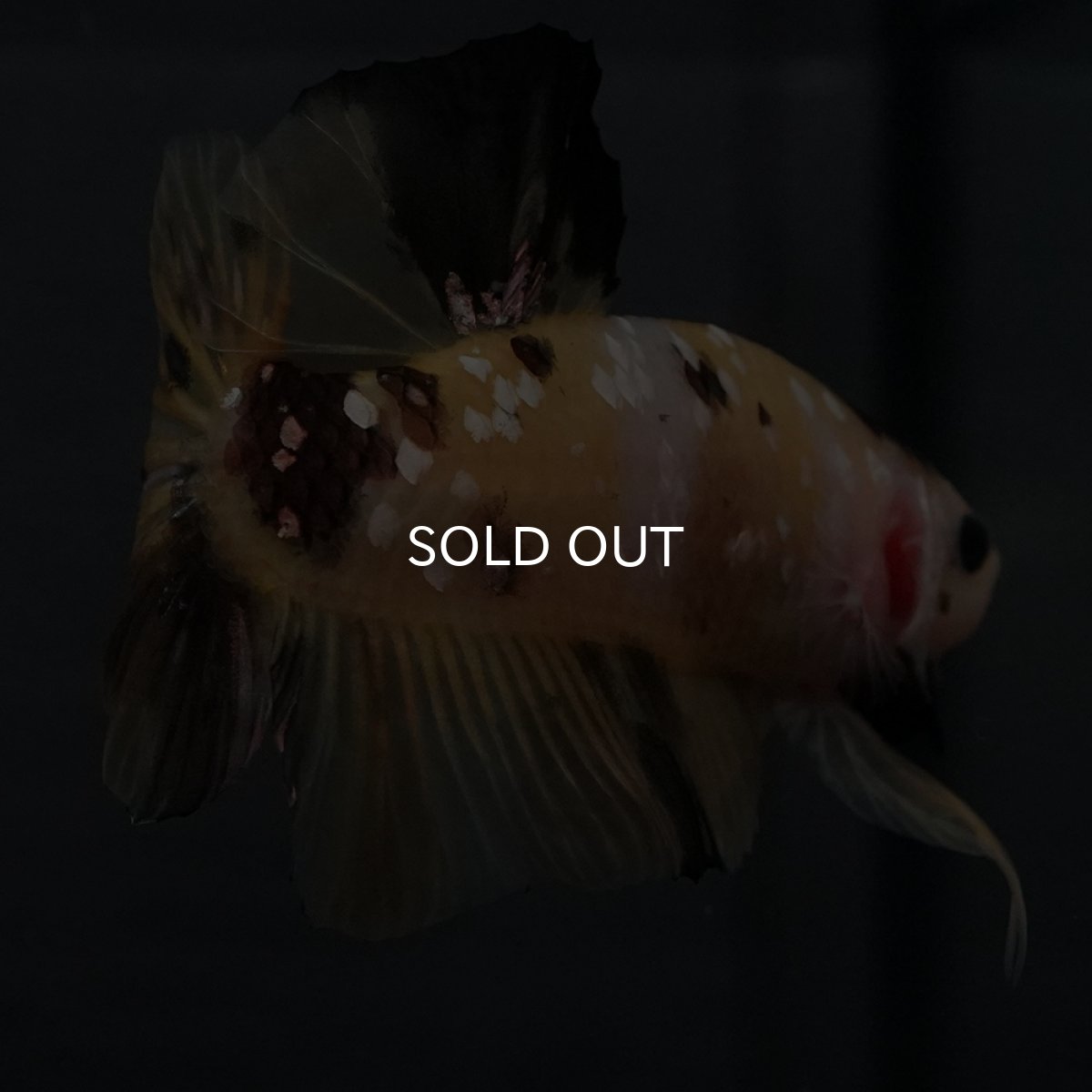 画像6: GHMPK　イエロータイガー (6)