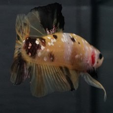 画像6: GHMPK　イエロータイガー (6)