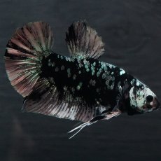 画像1: GHMPK　ブラックカッパースター (1)