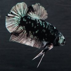 画像9: GHMPK　ブラックカッパースター (9)