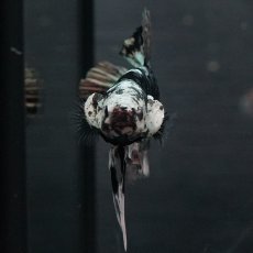 画像8: GHMPK　ブラックカッパースター (8)