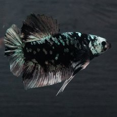 画像7: GHMPK　ブラックカッパースター (7)