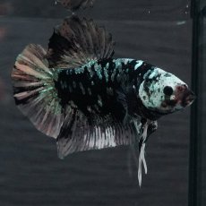 画像3: GHMPK　ブラックカッパースター (3)