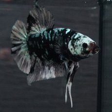 画像6: GHMPK　ブラックカッパースター (6)