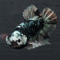 画像2: GHMPK　ブラックカッパースター (2)