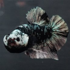 画像5: GHMPK　ブラックカッパースター (5)