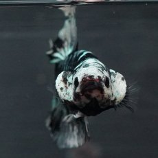 画像4: GHMPK　ブラックカッパースター (4)