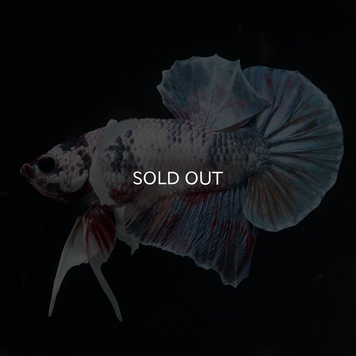 画像2: HMPK　キャンディダンボ (2)