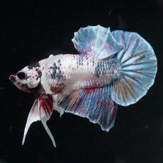 画像2: HMPK　キャンディダンボ (2)