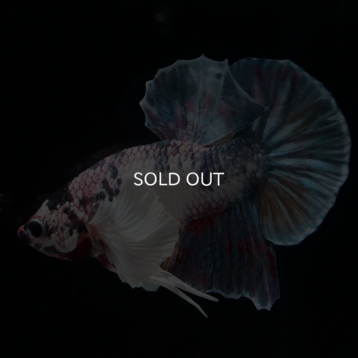 画像1: HMPK　キャンディダンボ (1)