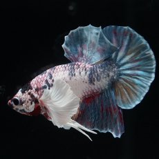 画像1: HMPK　キャンディダンボ (1)