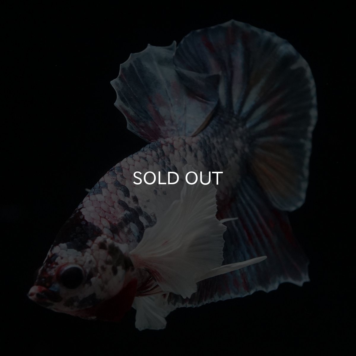 画像13: HMPK　キャンディダンボ (13)