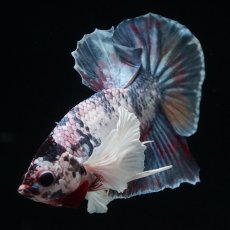 画像13: HMPK　キャンディダンボ (13)