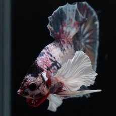 画像12: HMPK　キャンディダンボ (12)