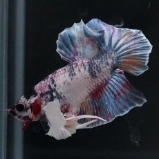 画像11: HMPK　キャンディダンボ (11)