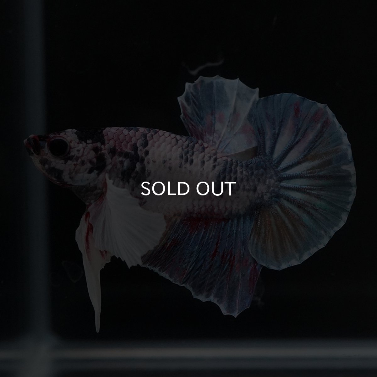 画像10: HMPK　キャンディダンボ (10)